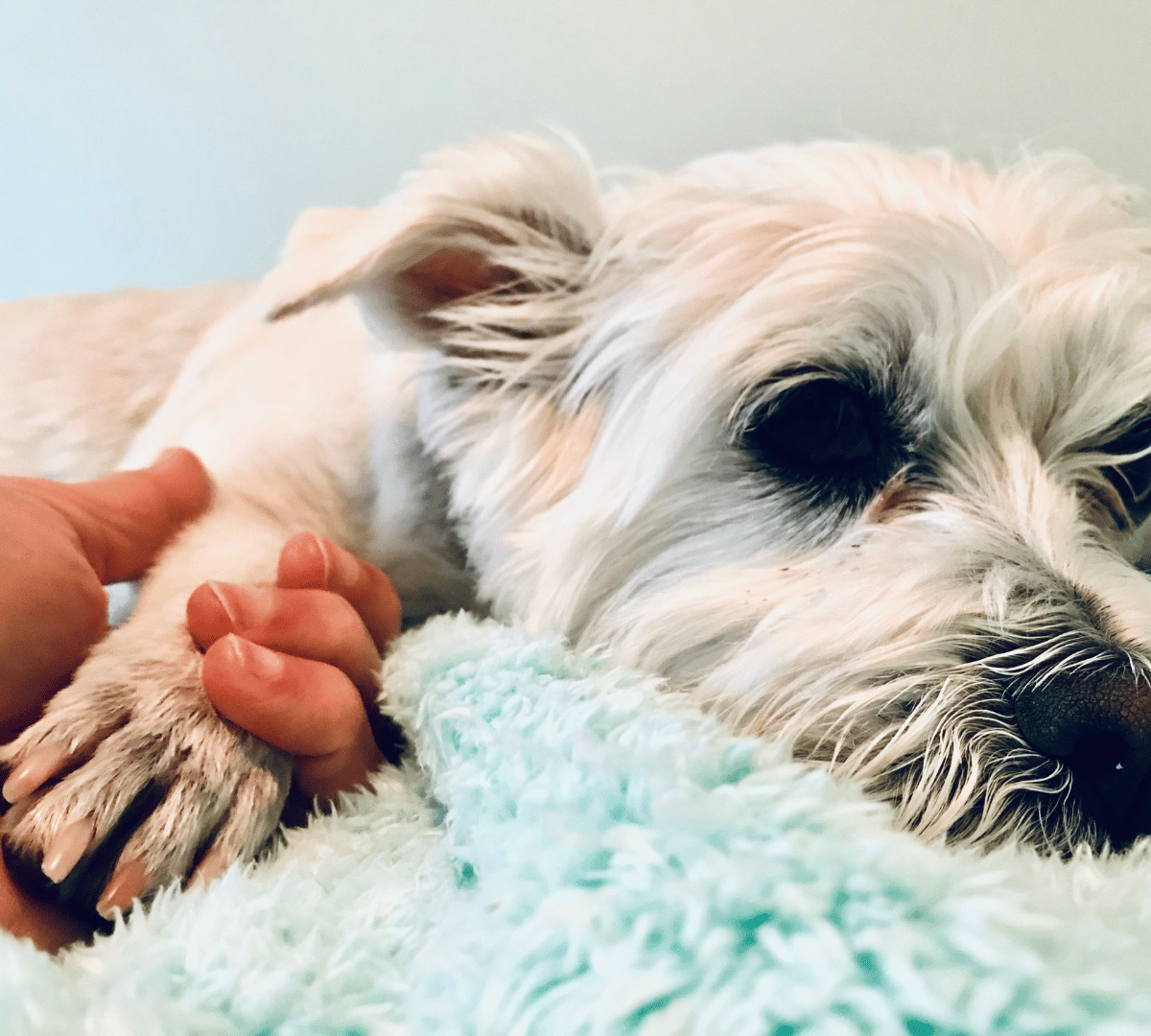 What to Give a Dog With an Upset Stomach