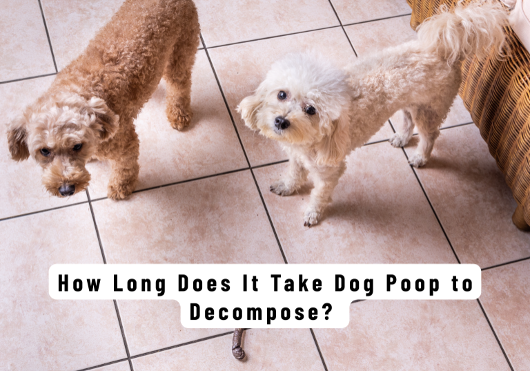 How Long Does It Take Dog Poop to Decompose