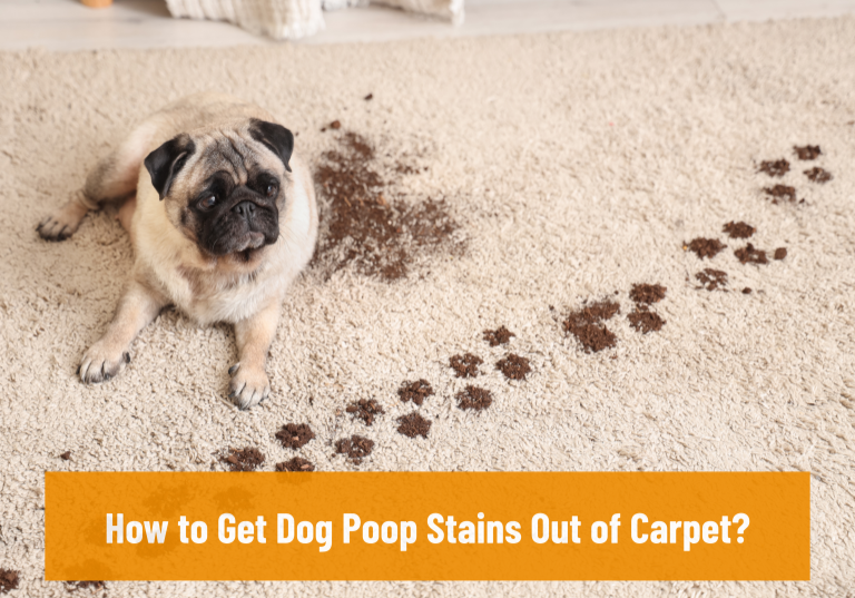 How to Get Dog Poop Stains Out of Carpet